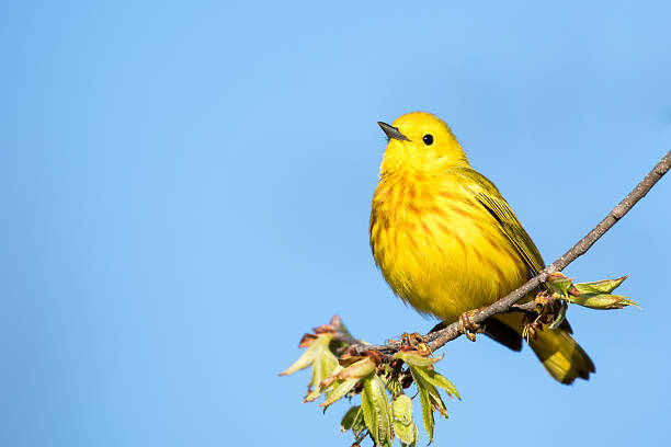 istock Yellow Warbler - Setophaga petechia 537321636