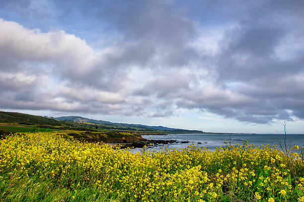 istock Field Mustard Along the California Coast 537321694