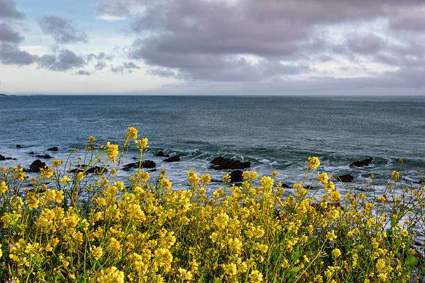 istock Field Mustard Along the California Coast 537321772