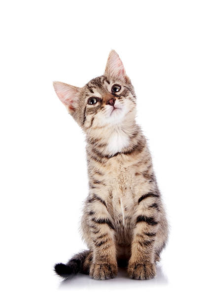 istock The striped small kitten sits on a background. 537321786
