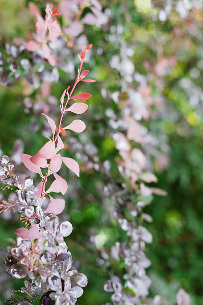 istock red and purple tree leaves with dew drops 537322690