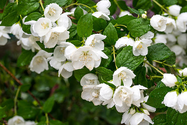 istock philadelphus white flowers after rain 537324280