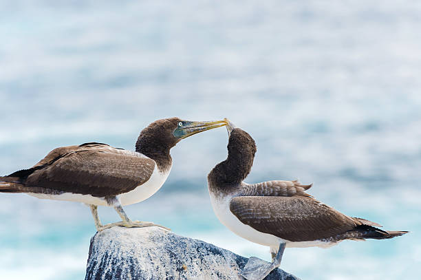 istock Juvenile Nazca Booby in Galapagos 537324664