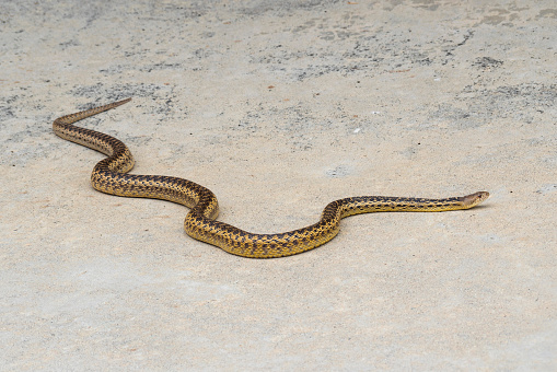 California Gopher snake slithering across a concrete patio from a home.