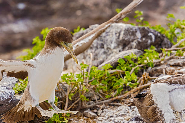 istock Juvenile Nazca Booby in Galapagos 537325074