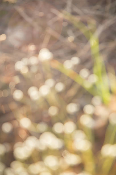 istock Autumn blurred vintage background 537327586