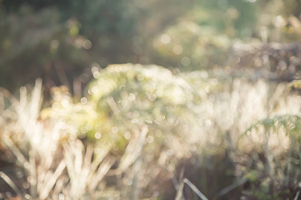 istock Autumn droplet bokeh  blurred vintage background 537327630