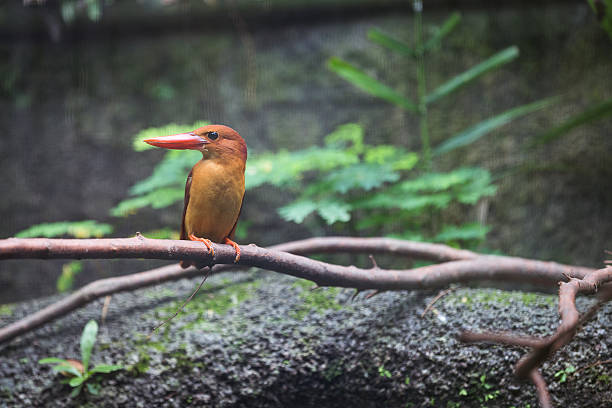 istock The brown-winged kingfisher 537327828