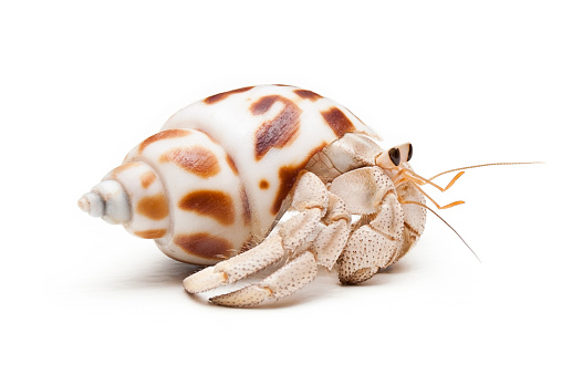 Land hermit crab (Coenobita variabilis) in mottled white and brown shell walking on white background. Photographed at eye level with crab side on walking to the right of frame.