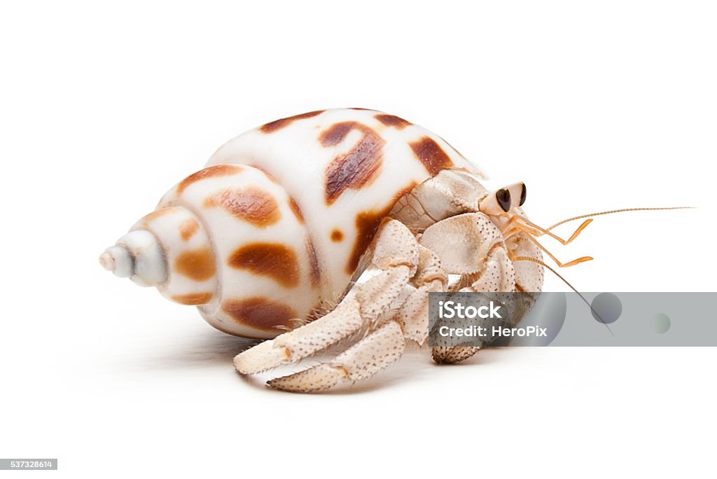 Hermit Crab on white background Land hermit crab (Coenobita variabilis) in mottled white and brown shell walking on white background. Photographed at eye level with crab side on walking to the right of frame. Hermit Crab Stock Photo