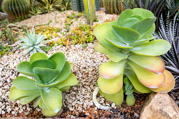 istock Cactus,Paddle plant,Crassulaceae Kalanchoe thyrsiflora,Desert ca 537329736