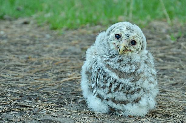 istock White owlet sitting on the ground 537330818