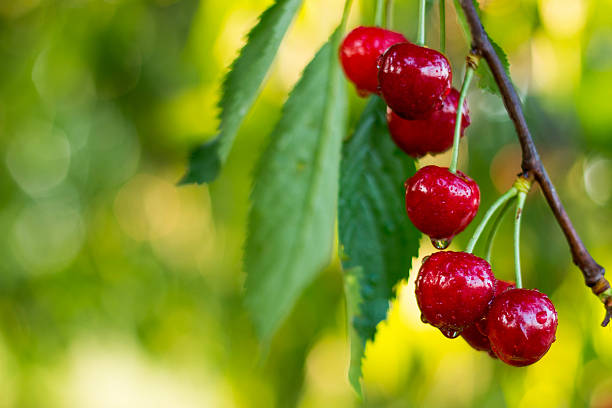 cherry tle - cherry cherry tree tree fruit zdjęcia i obrazy z banku zdjęć