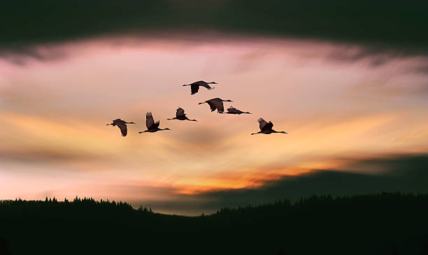 istock Flock of cranes spring or autumn migration 537331850