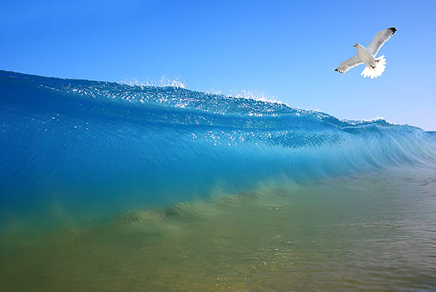 istock Splash of water with seagull 537331914