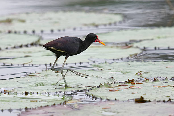 istock Wattled Jacana Walking on a Lily Pad - Panama 537333154