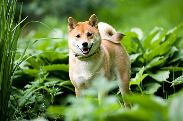Shiba inu portrait outdoor at summer Shiba inu standing outdoor portrait at summer shiba inu stock pictures, royalty-free photos & images