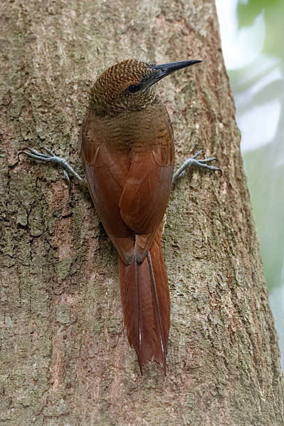 Northern Barred Woodcreeper Climbing a Tree - Panama Northern Barred Woodcreeper (Dendrocolaptes sanctithomae) climbing a tree trunk in the rainforest - Gamboa, Panama woodcreeper stock pictures, royalty-free photos & images