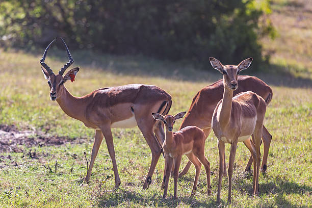 istock Kudu Family 537333366