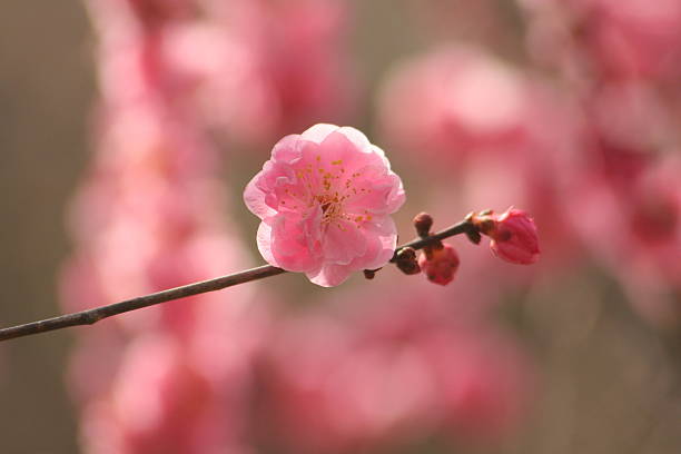 japonês nome, yang kuei fei parte 1 - honeysuckle pink poppy flower plant - fotografias e filmes do acervo