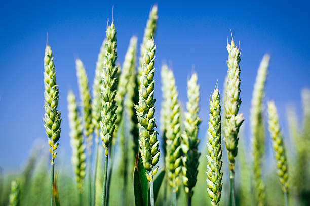 органический зеленый укороченный крупный план - homegrown produce wheat organic crop стоковые фото и изображения