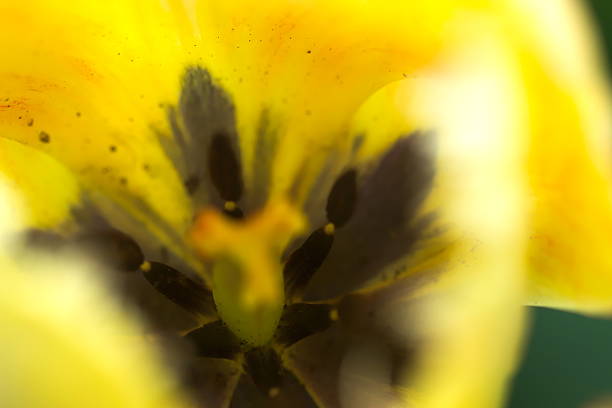 istock Yellow tulip from directly above 537334506