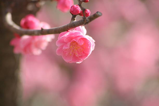 japonês nome, yang kuei fei parte 2 - honeysuckle pink poppy flower plant imagens e fotografias de stock