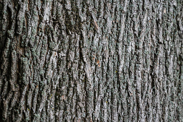 istock Detail of tree bark texture for background 537335420
