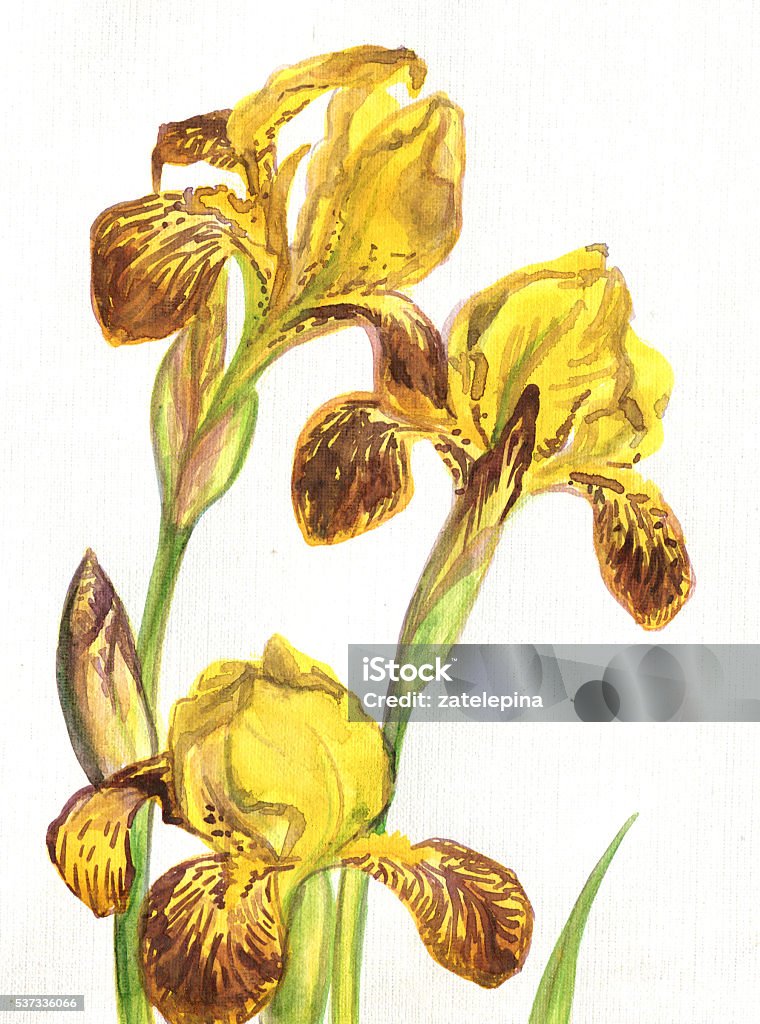 Ilustración de Iris Flor Amarilla Ámbar De Acuarela y más Vectores Libres  de Derechos de Amarillo - Color - Amarillo - Color, Brote, Flor - iStock