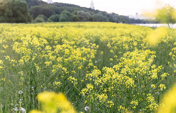 istock field of yellow flowers 537338710