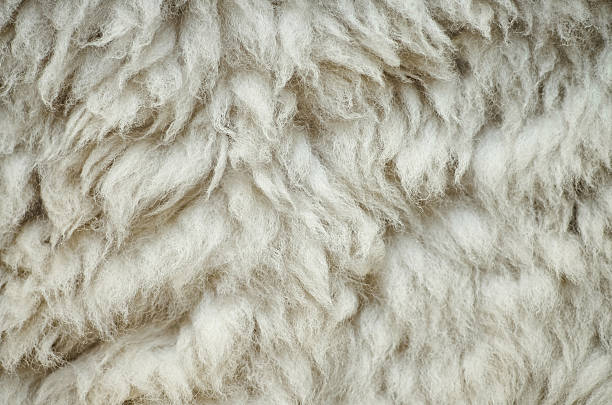 istock Natural fluffy flat sheep skin background texture 537338820