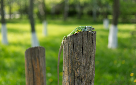Green lizard sitting on a tree in the wild.