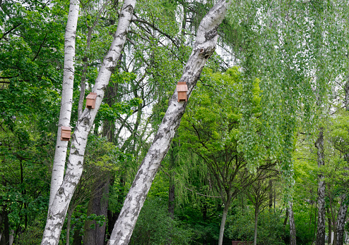 Birdhouses on three birches in the park