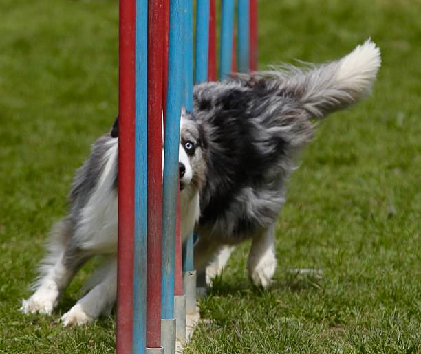 istock Blue eye of dog agility 537341658