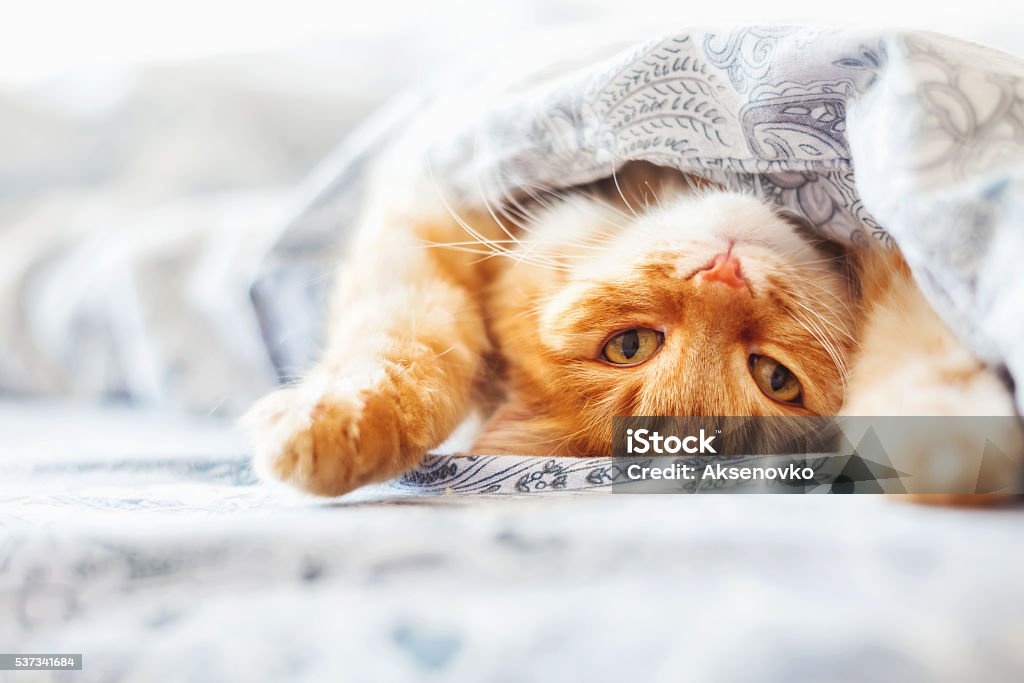 Cute ginger cat lying in bed under a blanket. Cute ginger cat lying in bed under a blanket. Fluffy pet comfortably settled to sleep. Cozy home background with funny pet. Domestic Cat Stock Photo