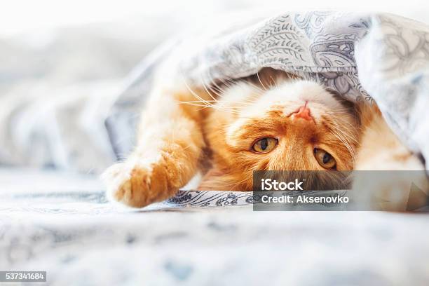 Cute Ginger Cat Lying In Bed Under A Blanket Stock Photo - Download Image Now - Domestic Cat, Humor, Bed - Furniture