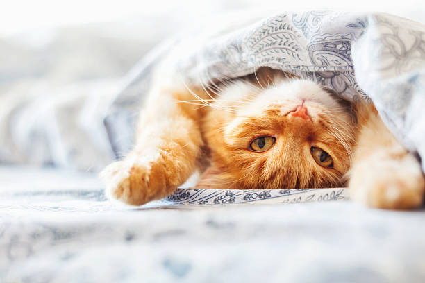 แมวขิงน่ารักนอนอยู่บนเตียงใต้ผ้าห่ม - แมวส้ม ภาพสต็อก ภาพถ่ายและรูปภาพปลอดค่าลิขสิทธิ์