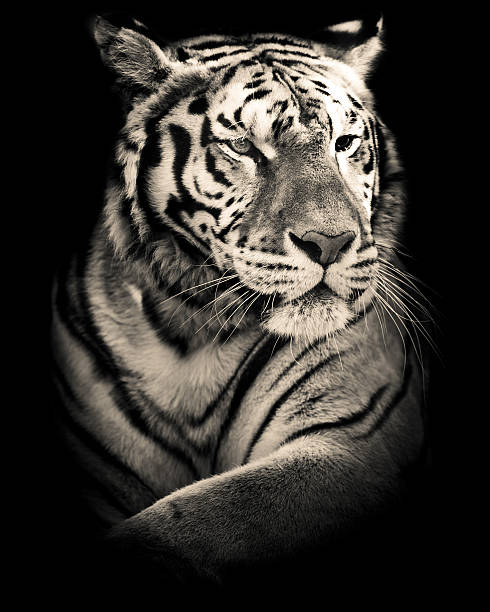 istock tiger black and white portrait 537341716