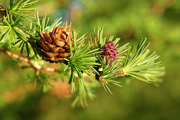 Larch strobili Old and young ovulate cones of larch tree in spring, beginning of May. larch tree stock pictures, royalty-free photos & images
