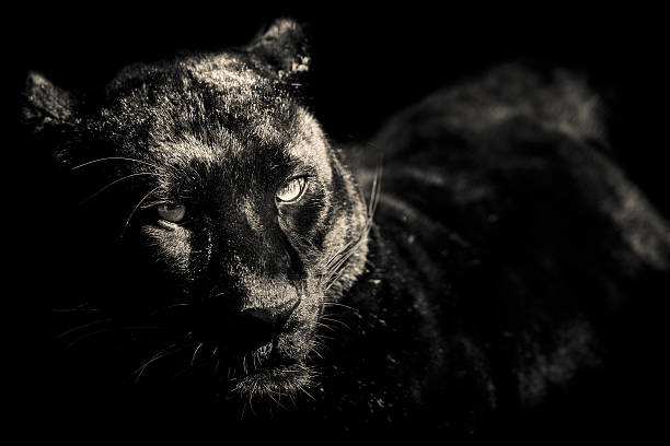 tiger black and white portrait stock photo