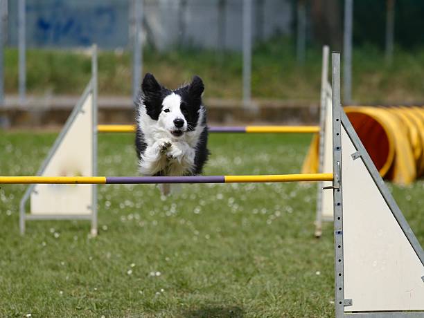 istock Beautiful dog black and white 537343468