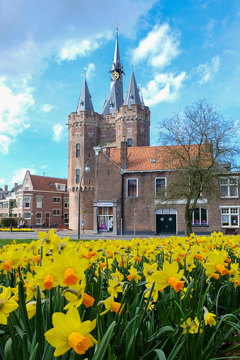 Zwolle, The Netherlands - April 3, 2016: Daffodil flowers in front of the Sassenpoort in the city of Zwolle, Overijssel, The Netherlands during a beautiful spring day. People are walking and cycling on the street in the background.