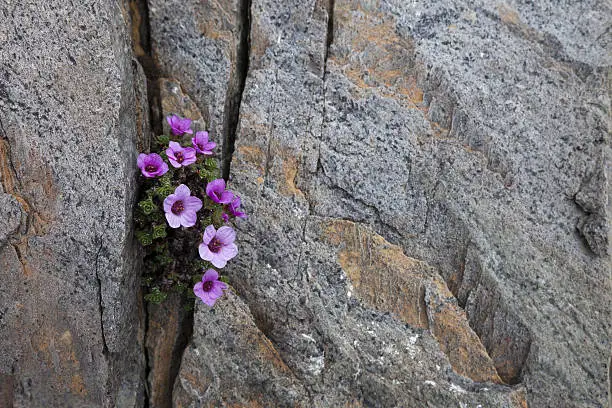 Photo of Purple saxifrage in crack