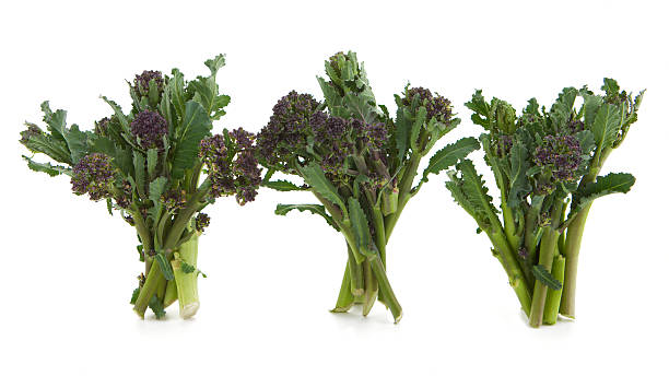 istock Three bunches of Purple Sprouting Broccoli standing against white background 537346519