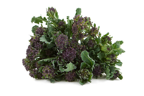 istock Bunches of Purple Sprouting Broccoli together on a white background 537346521