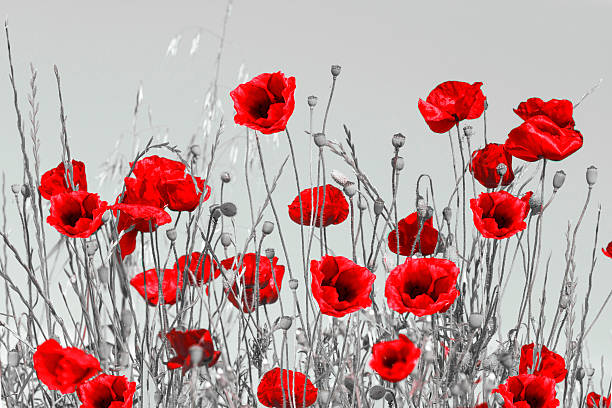 red poppies - poppy field remembrance day flower stock-fotos und bilder