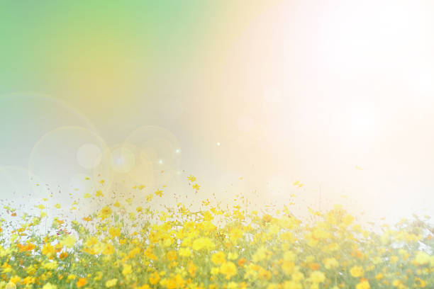 istock vintage flowers field background 537346735
