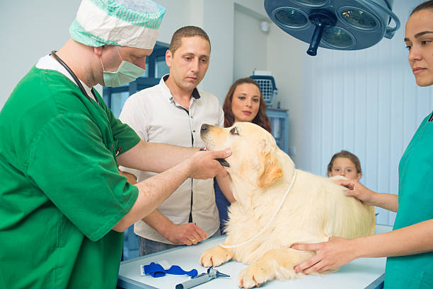 veterinário examinar um microscópio amostras com - male animal audio imagens e fotografias de stock