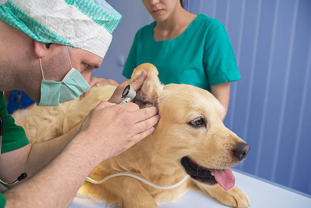 veterinario está examinando un lindo labrador dorado - male dog fotografías e imágenes de stock