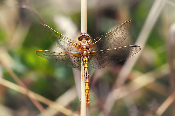 istock Beautiful golden dragonfly resting on a branch 537347014